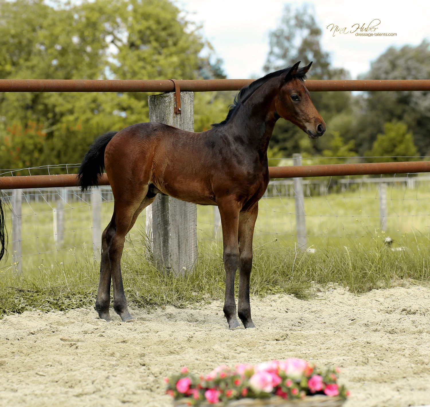 Dressage Talents - photography - horses