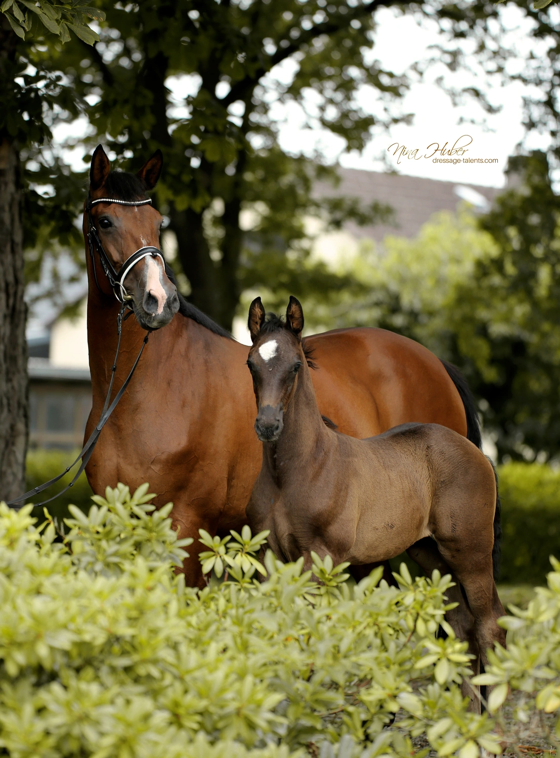 Dressage Talents - photography - horses
