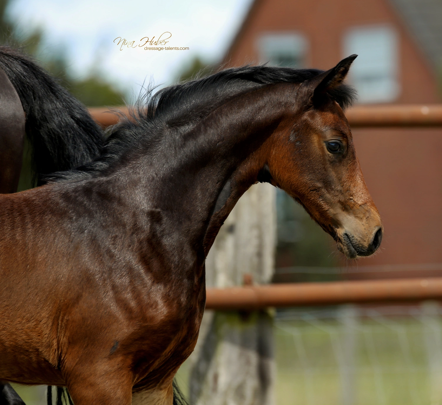 Dressage Talents - photography - horses