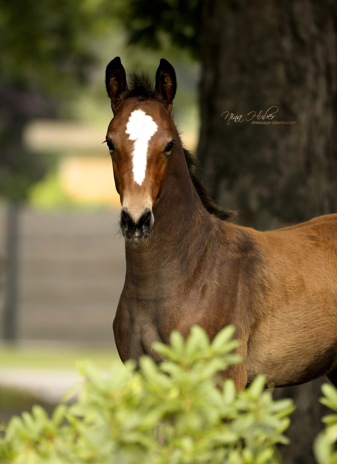 Dressage Talents - photography - horses