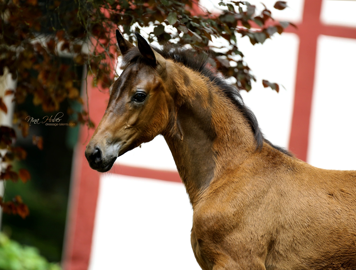 Dressage Talents - photography - horses