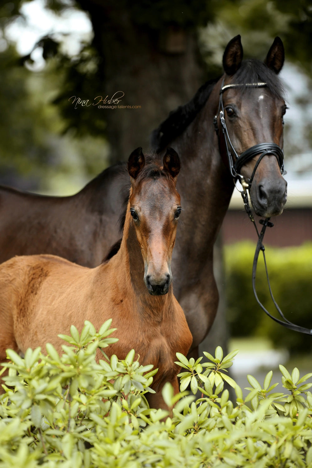 Dressage Talents - photography - horses