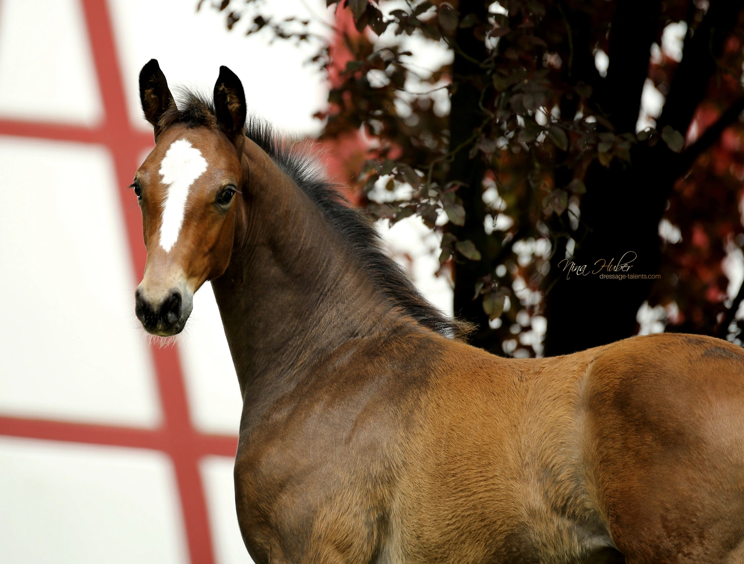 Dressage Talents - photography - horses