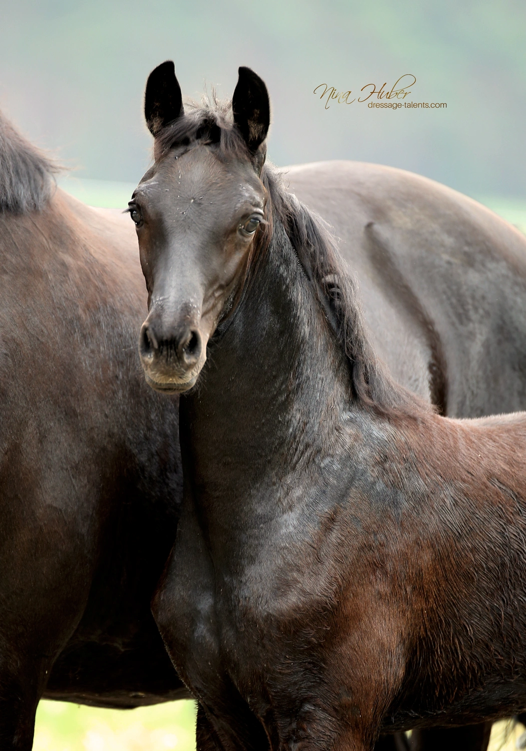Dressage Talents - photography - horses