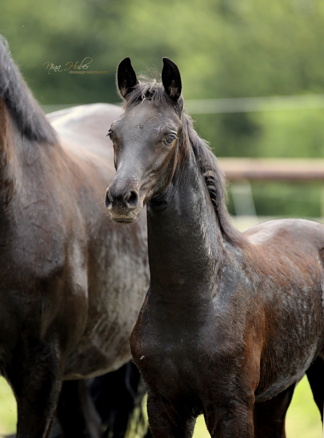 Dressage Talents - photography - horses