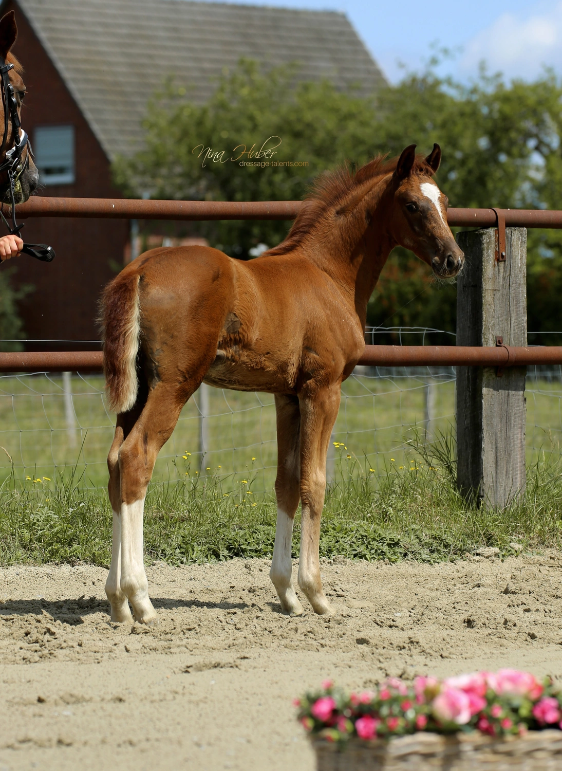 Dressage Talents - photography - horses