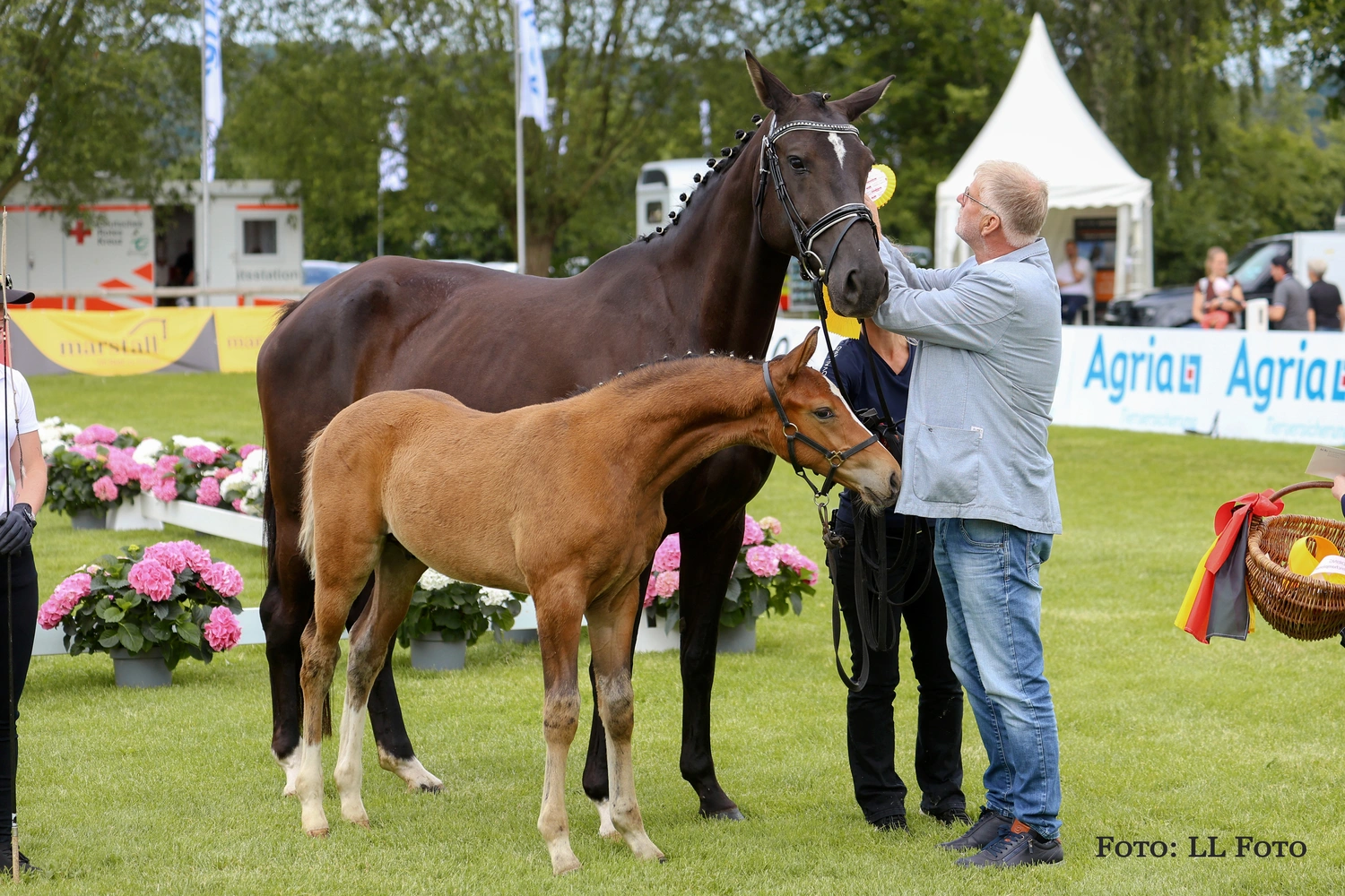 Dressage Talents - photography - horses