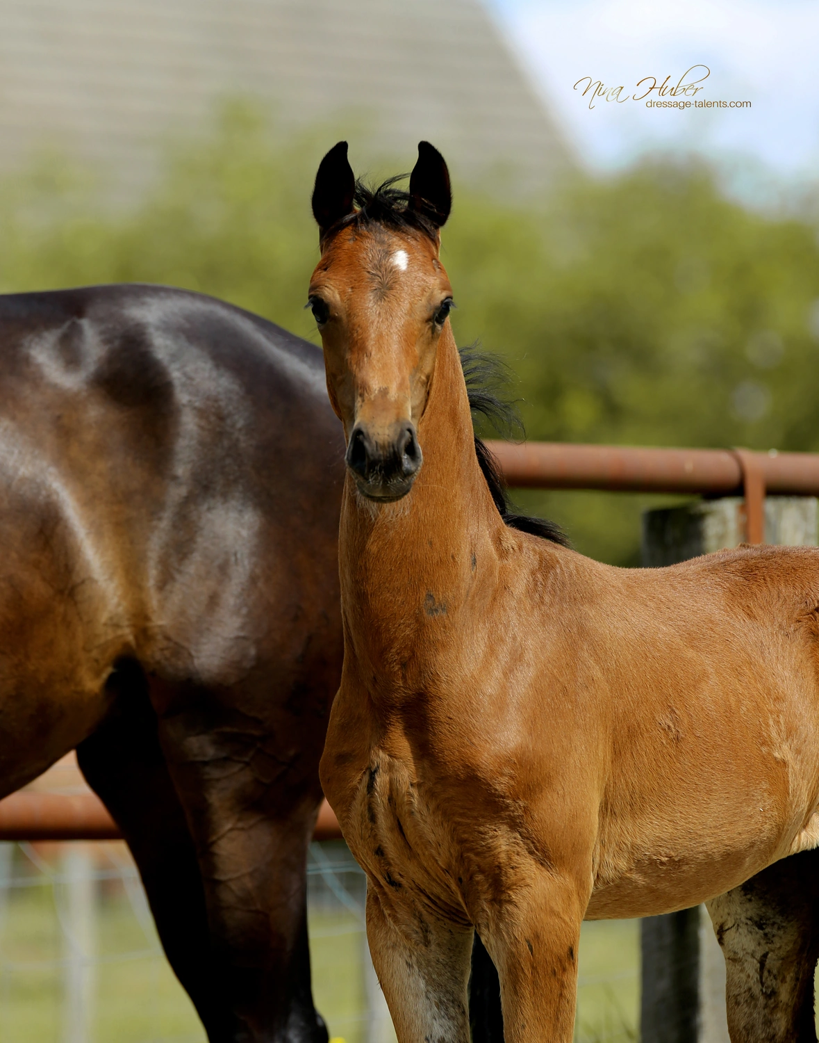 Dressage Talents - photography - horses