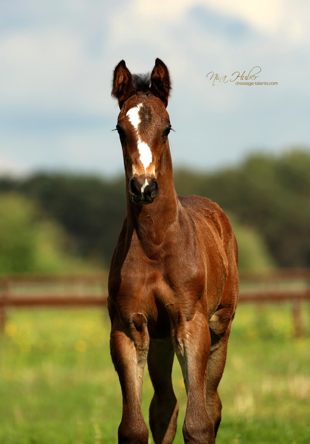 Dressage Talents - photography - horses