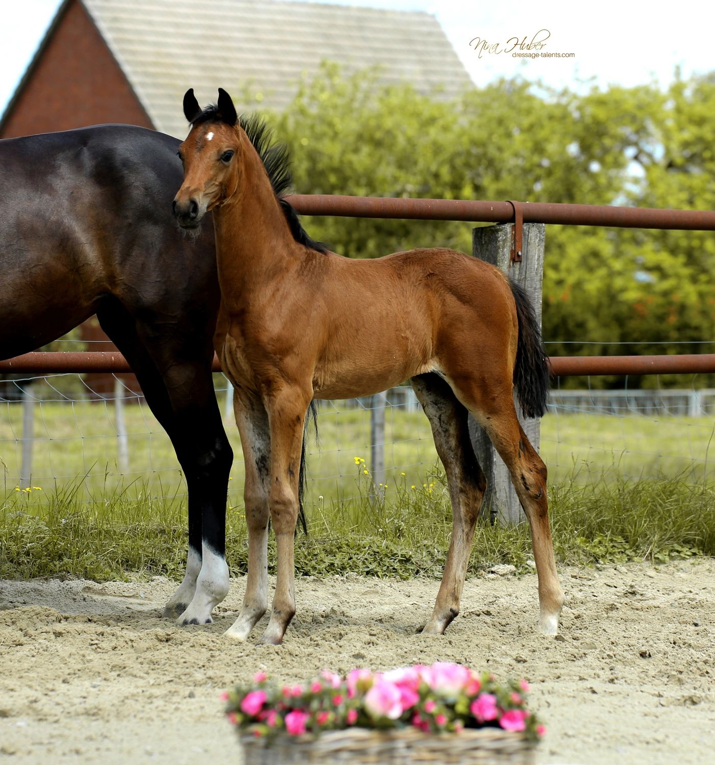Dressage Talents - photography - horses