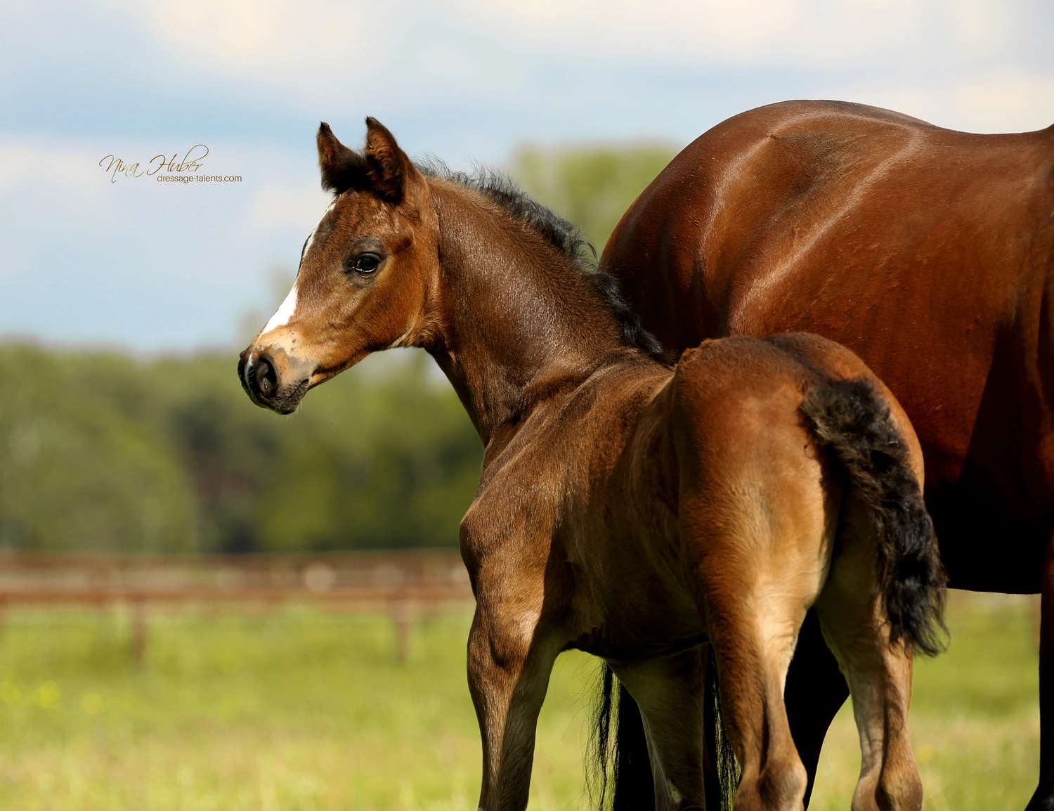Dressage Talents - photography - horses