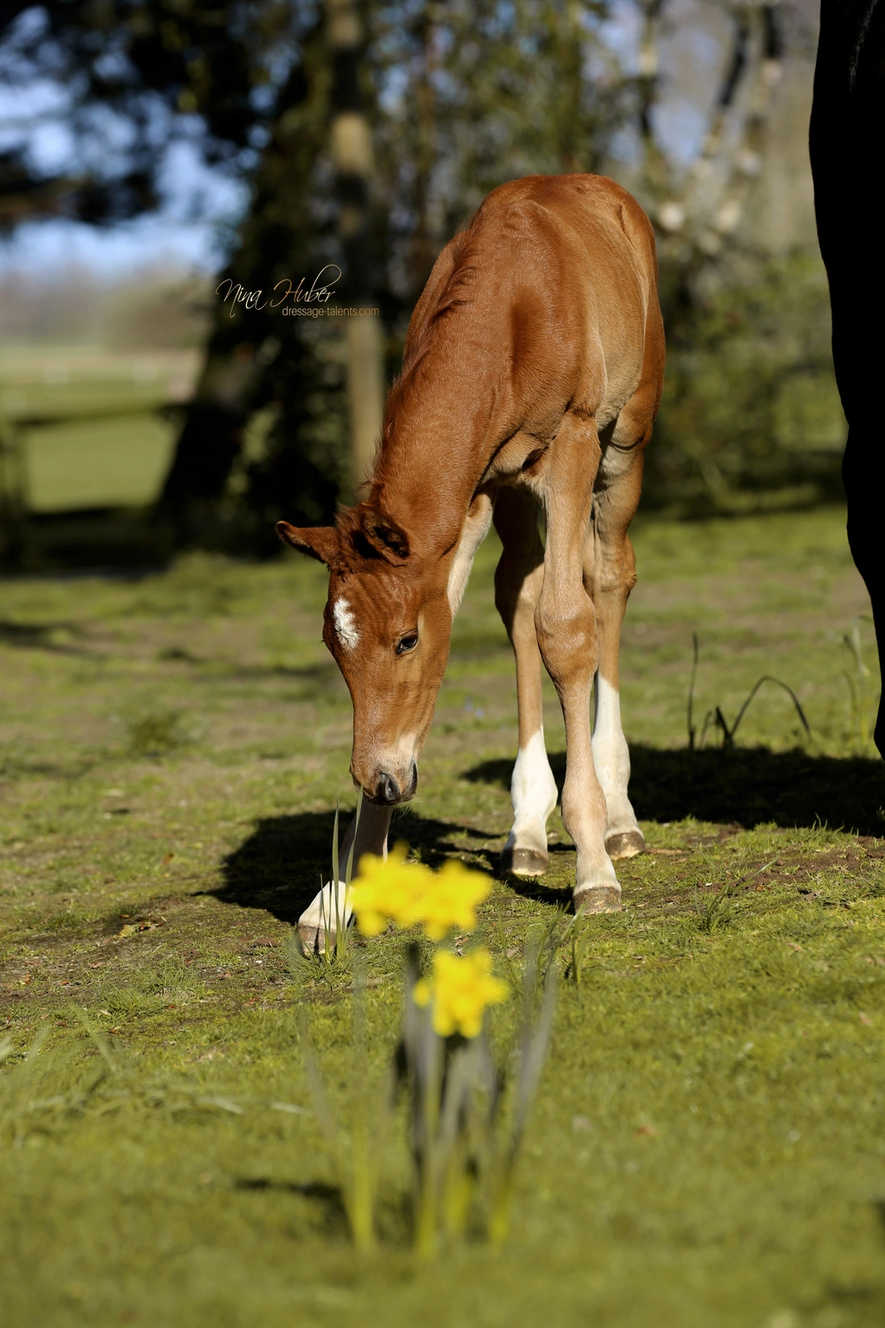 Dressage Talents - photography - horses