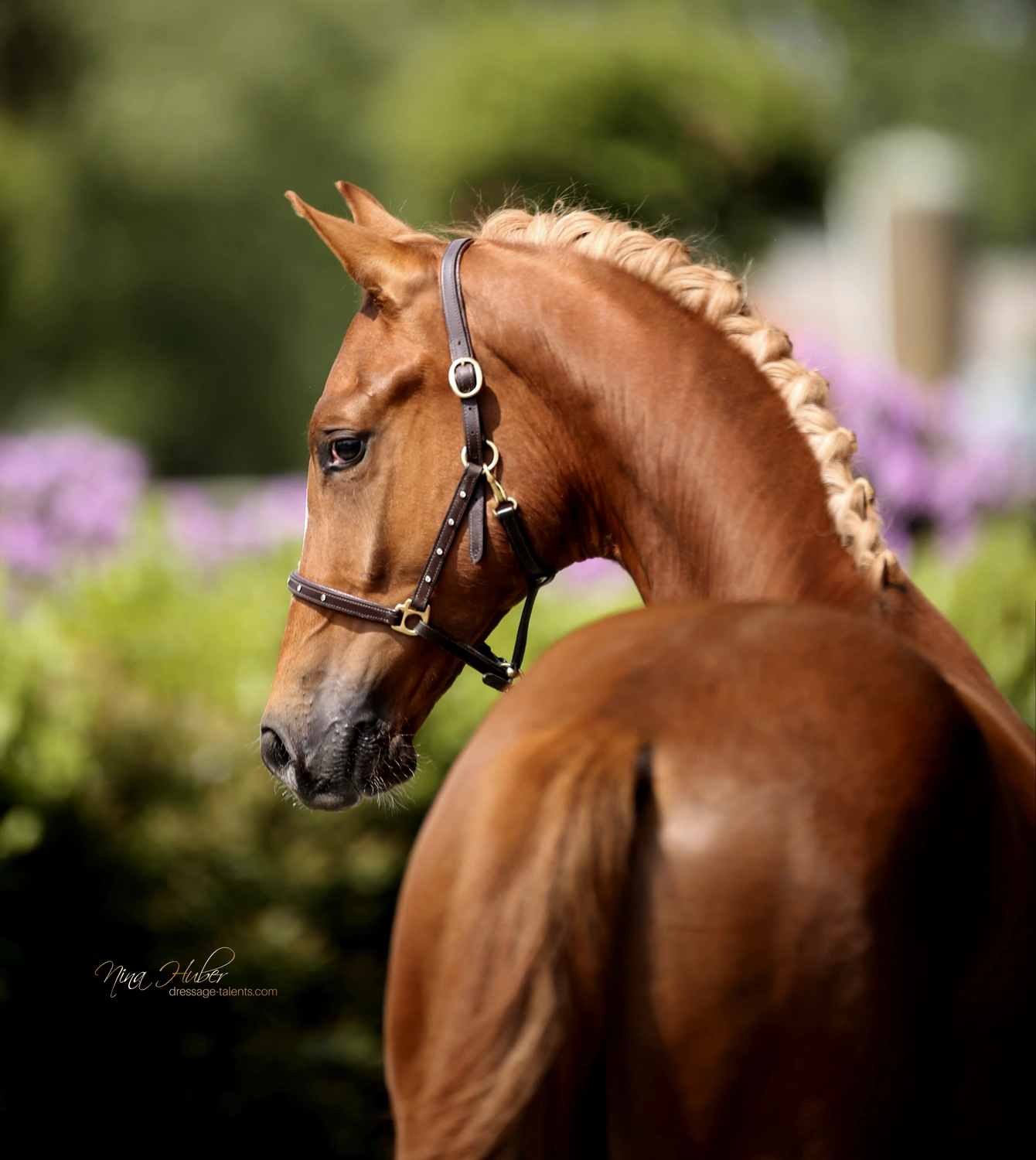 Dressage Talents - photography - horses