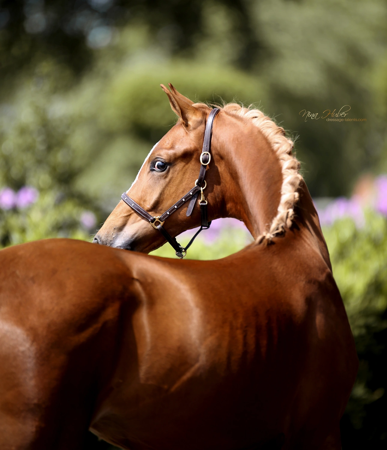 Dressage Talents - photography - horses