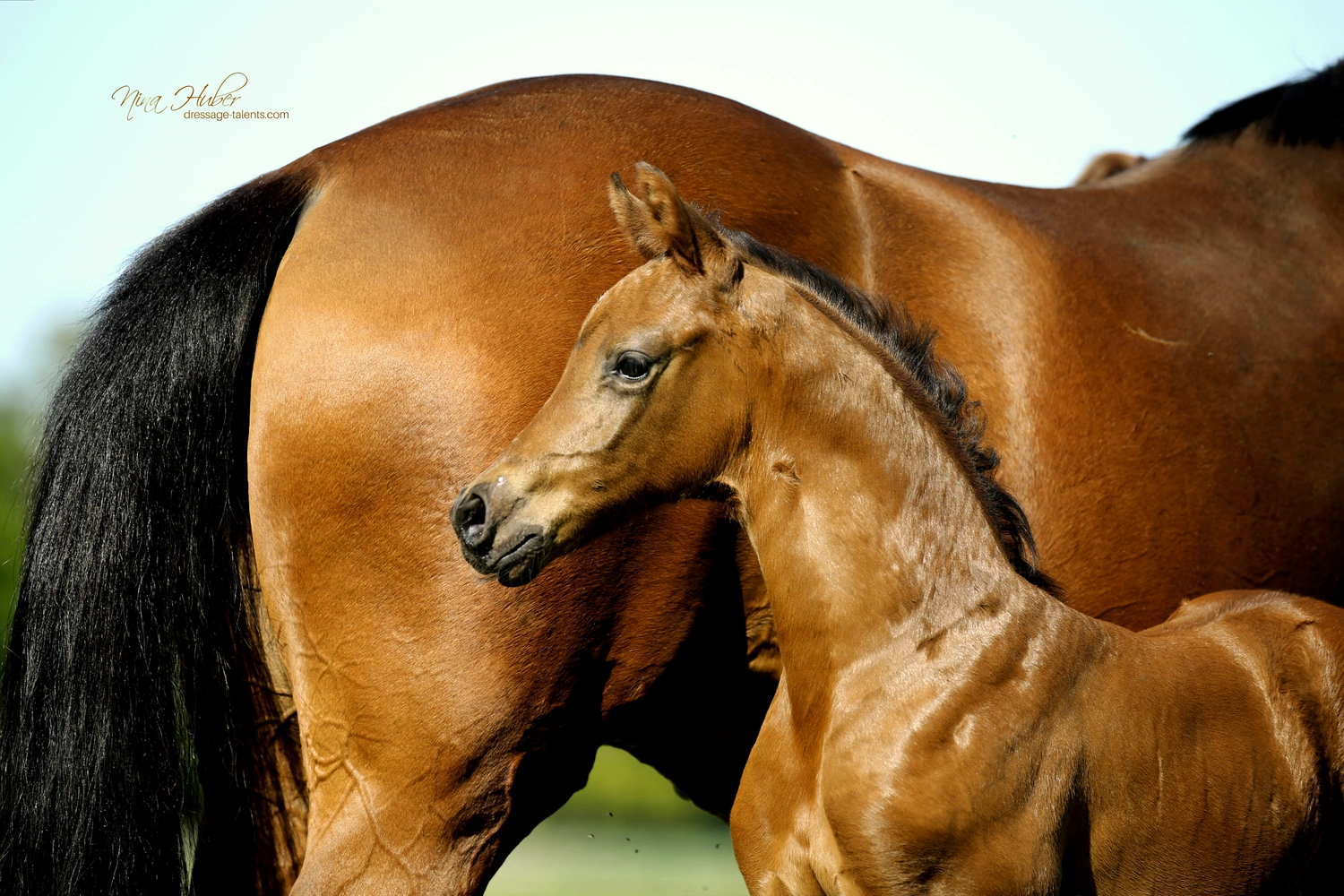 Dressage Talents - photography - horses