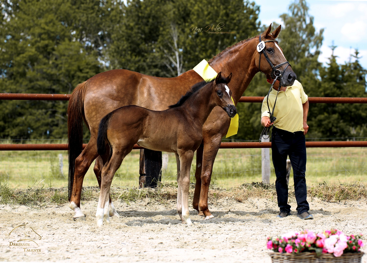 Dressage Talents - photography - horses