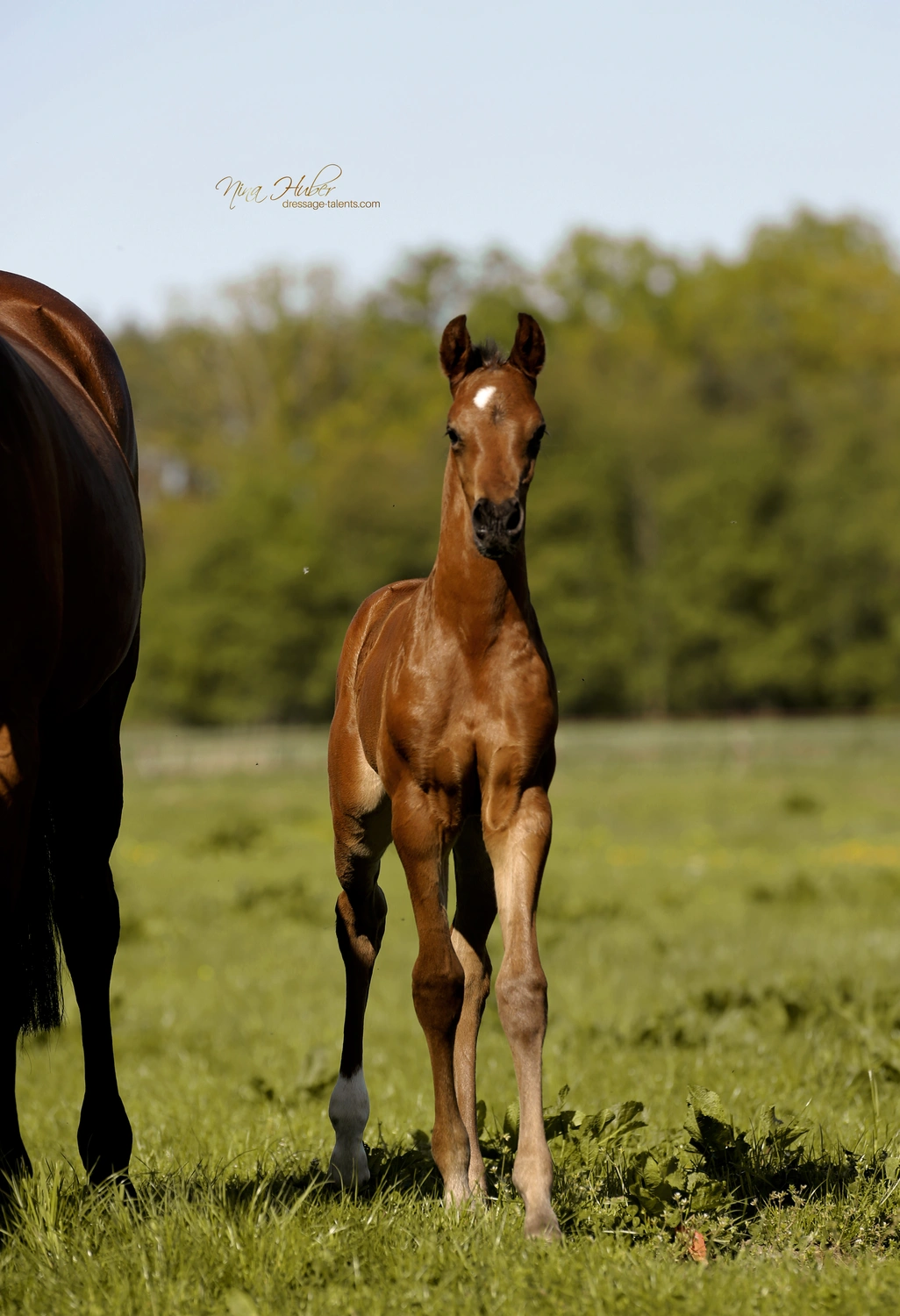 Dressage Talents - photography - horses