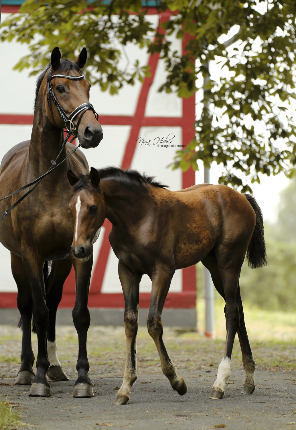 Dressage Talents - photography - horses