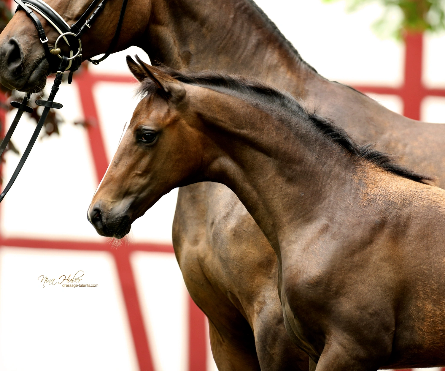Dressage Talents - photography - horses