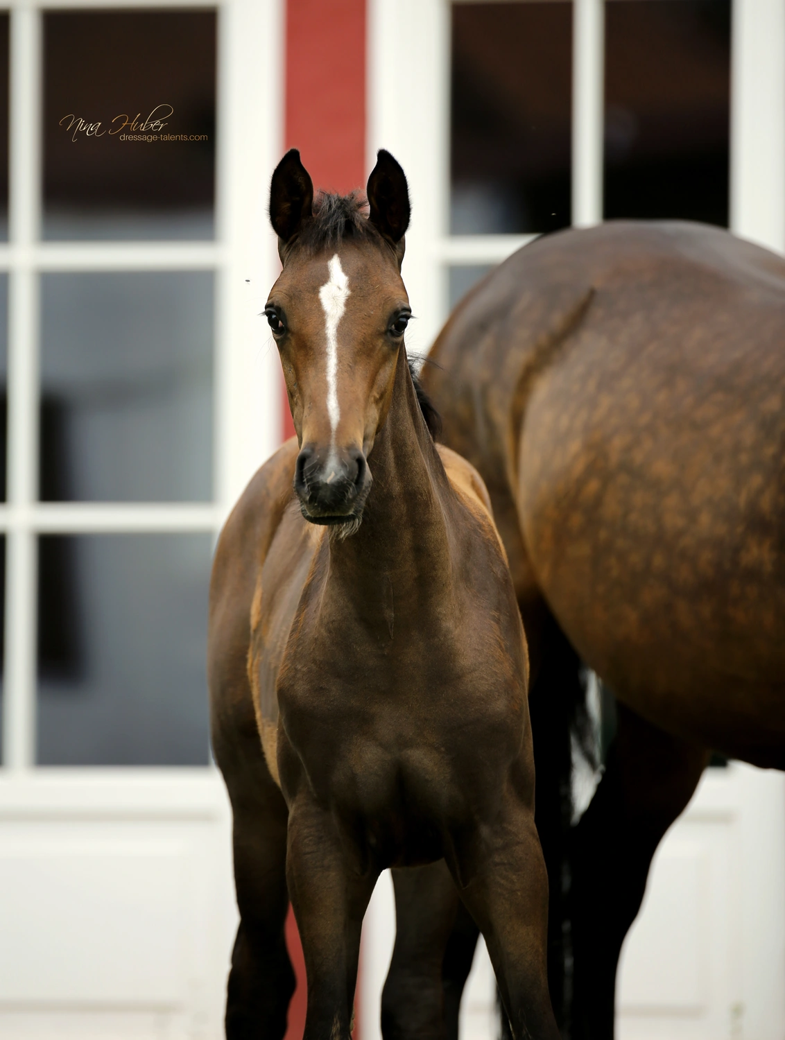 Dressage Talents - photography - horses
