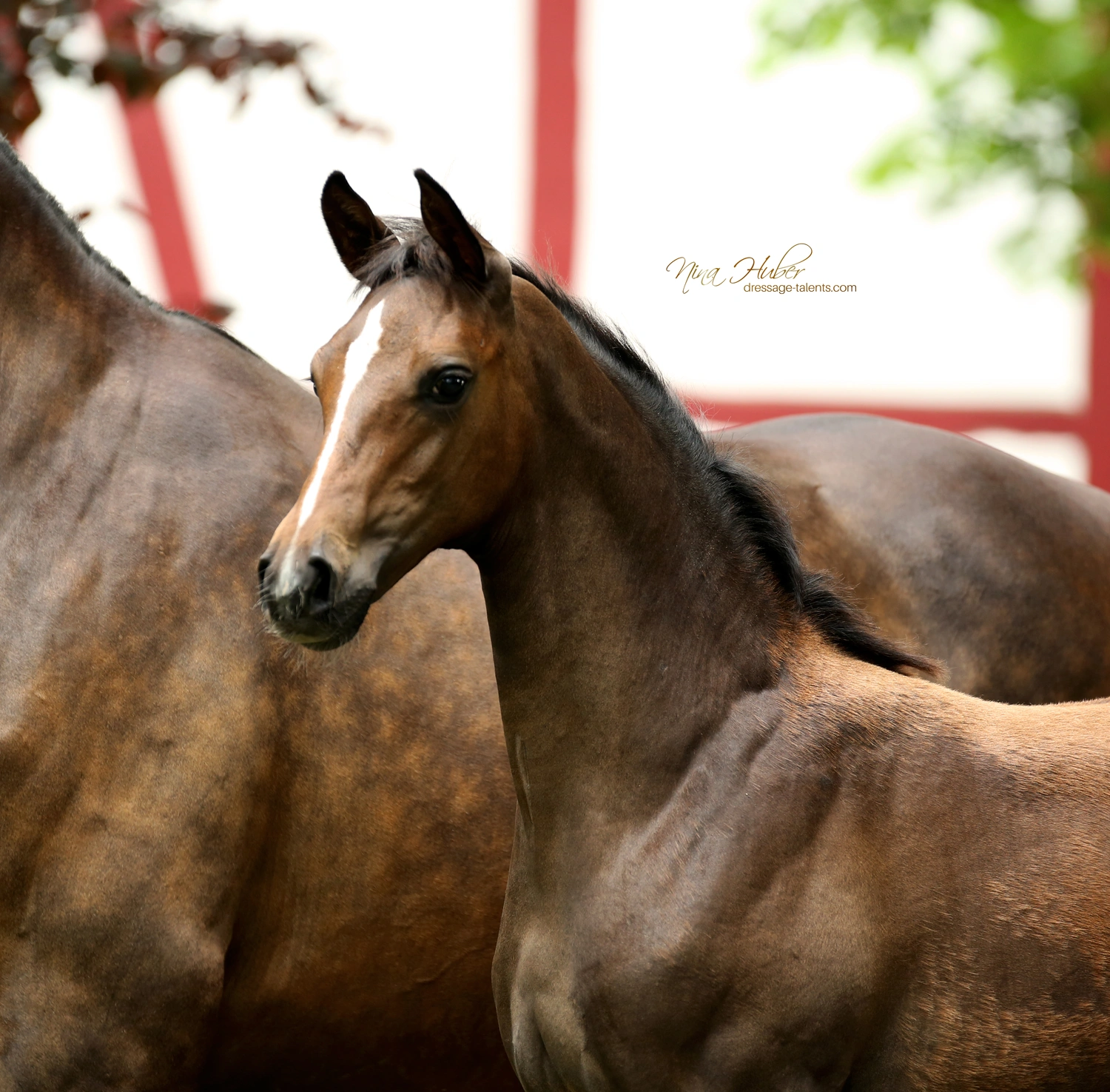 Dressage Talents - photography - horses