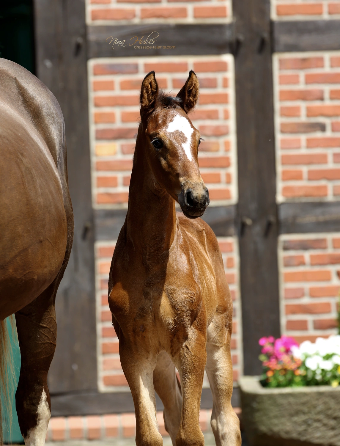 Dressage Talents - photography - horses