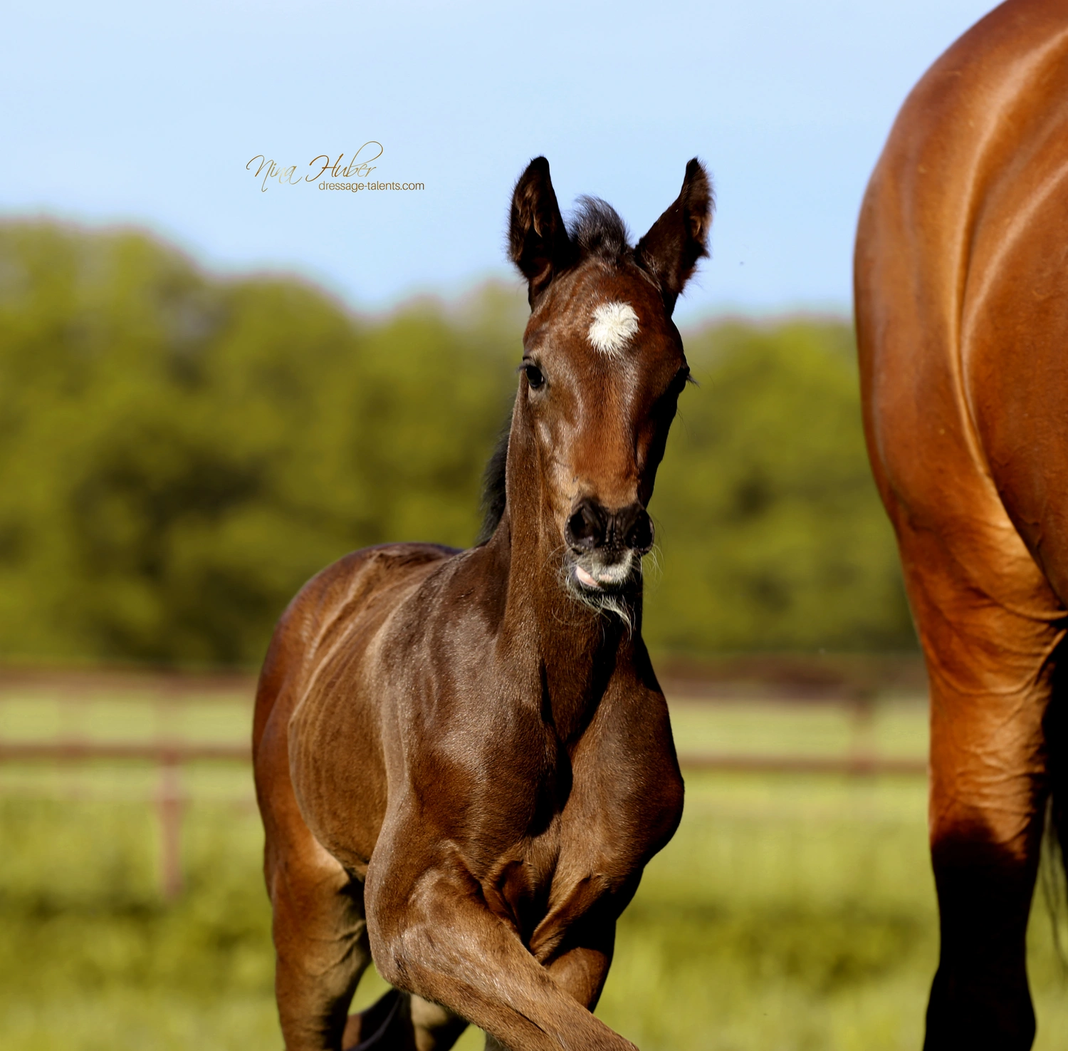 Dressage Talents - photography - horses