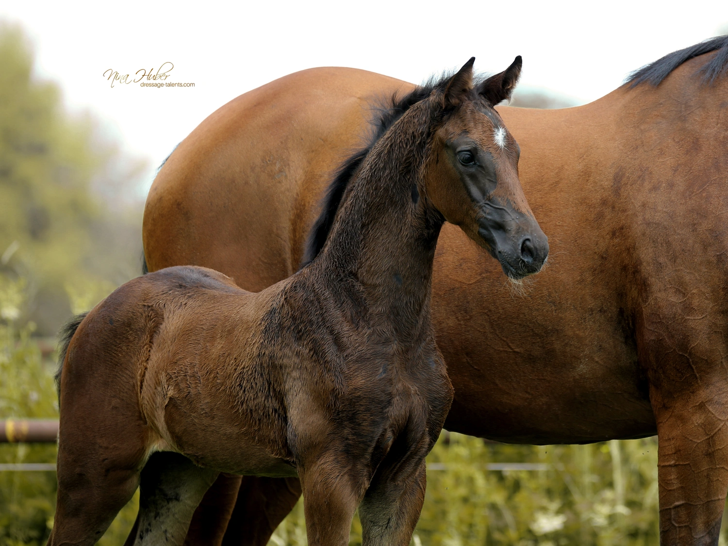 Dressage Talents - photography - horses