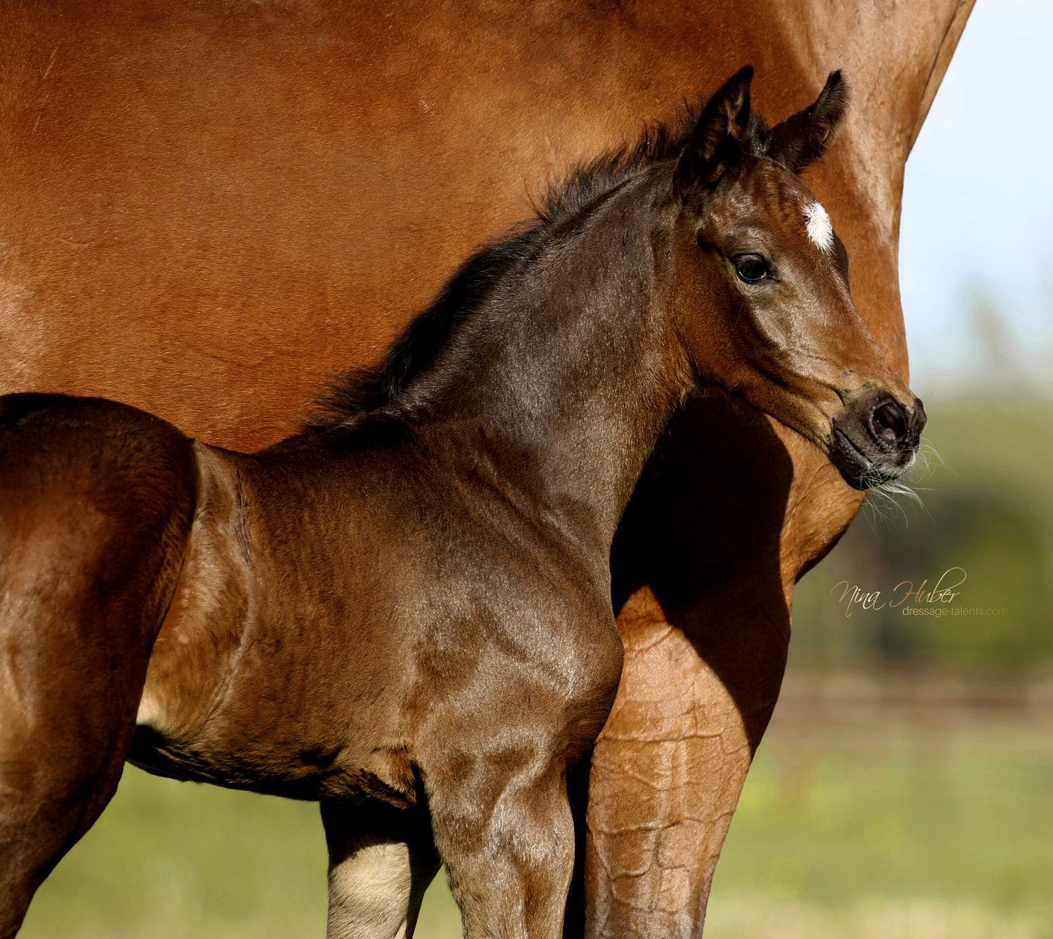 Dressage Talents - photography - horses