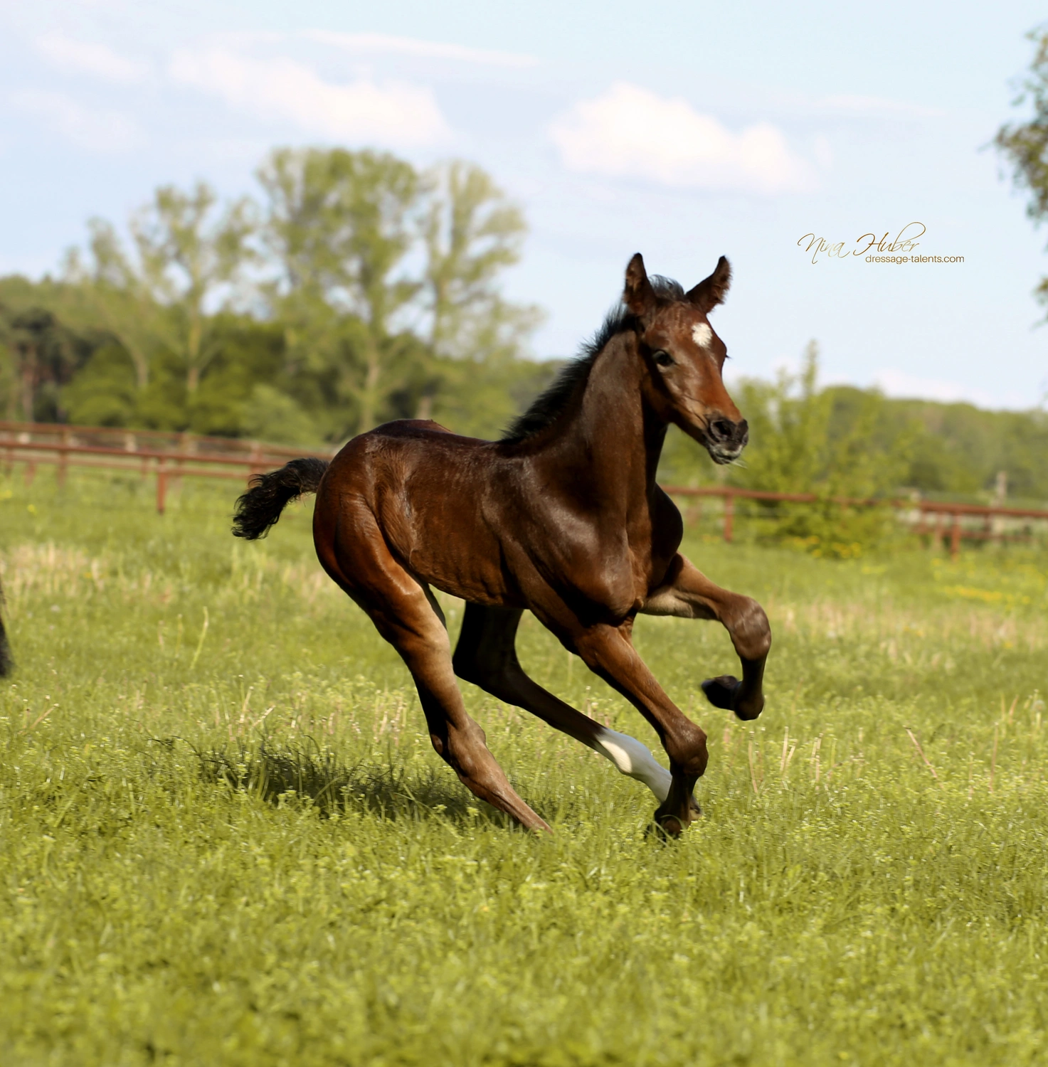 Dressage Talents - photography - horses