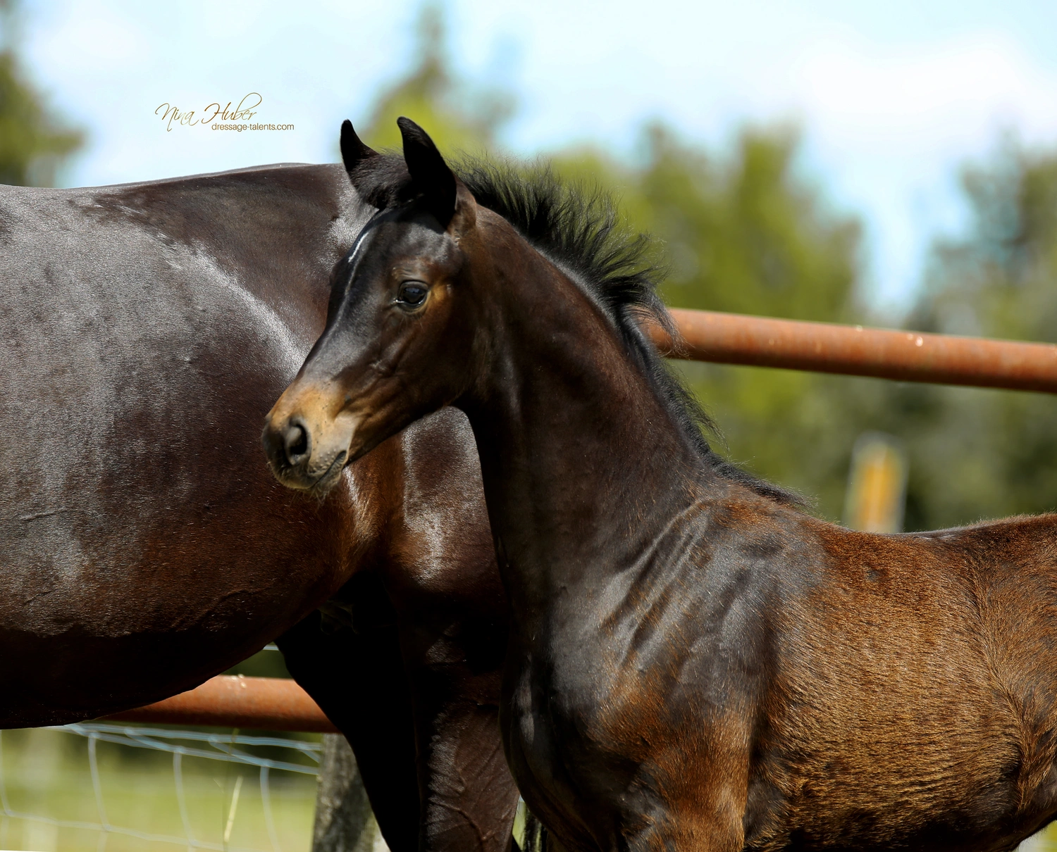 Dressage Talents - photography - horses