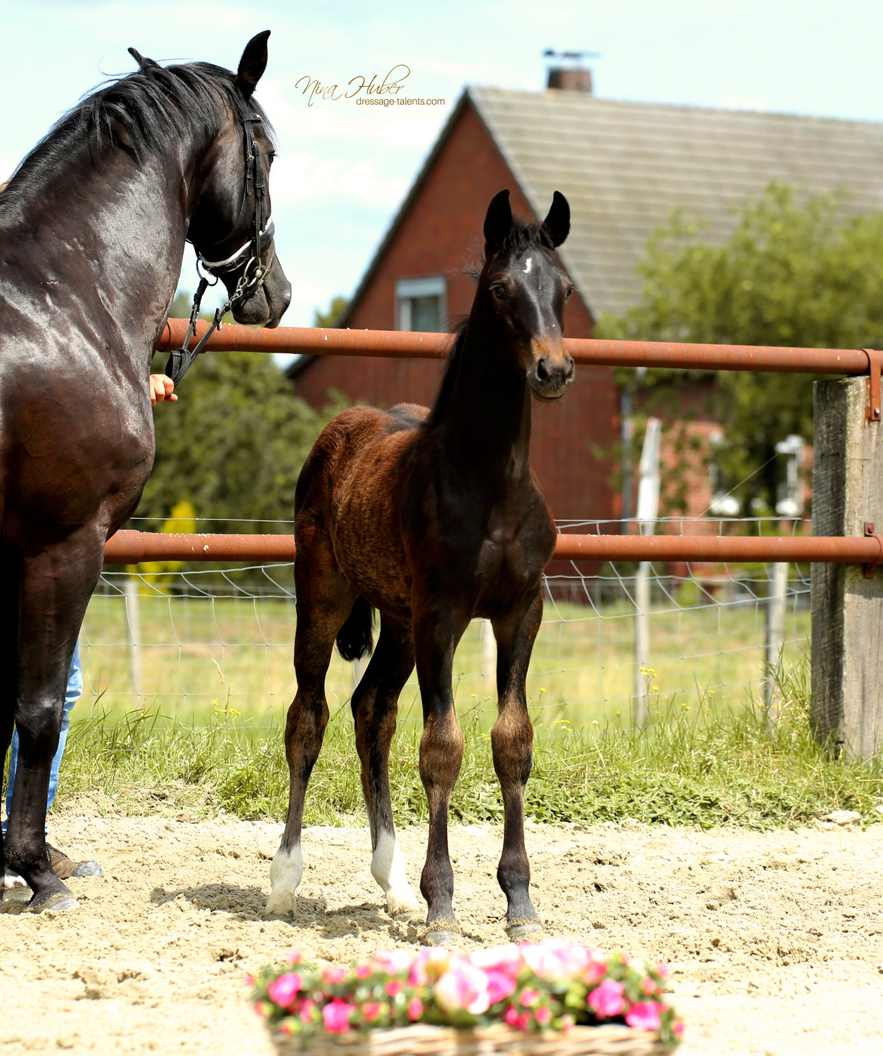 Dressage Talents - photography - horses