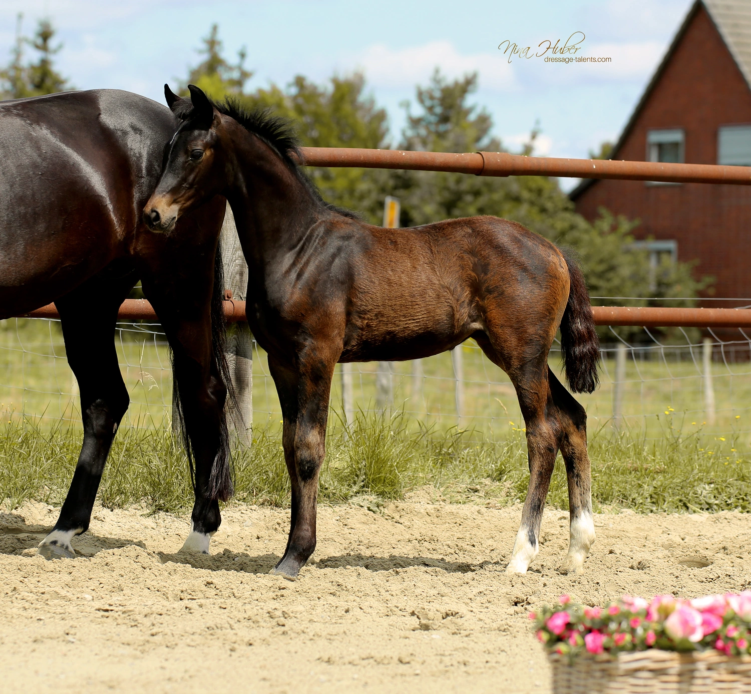Dressage Talents - photography - horses