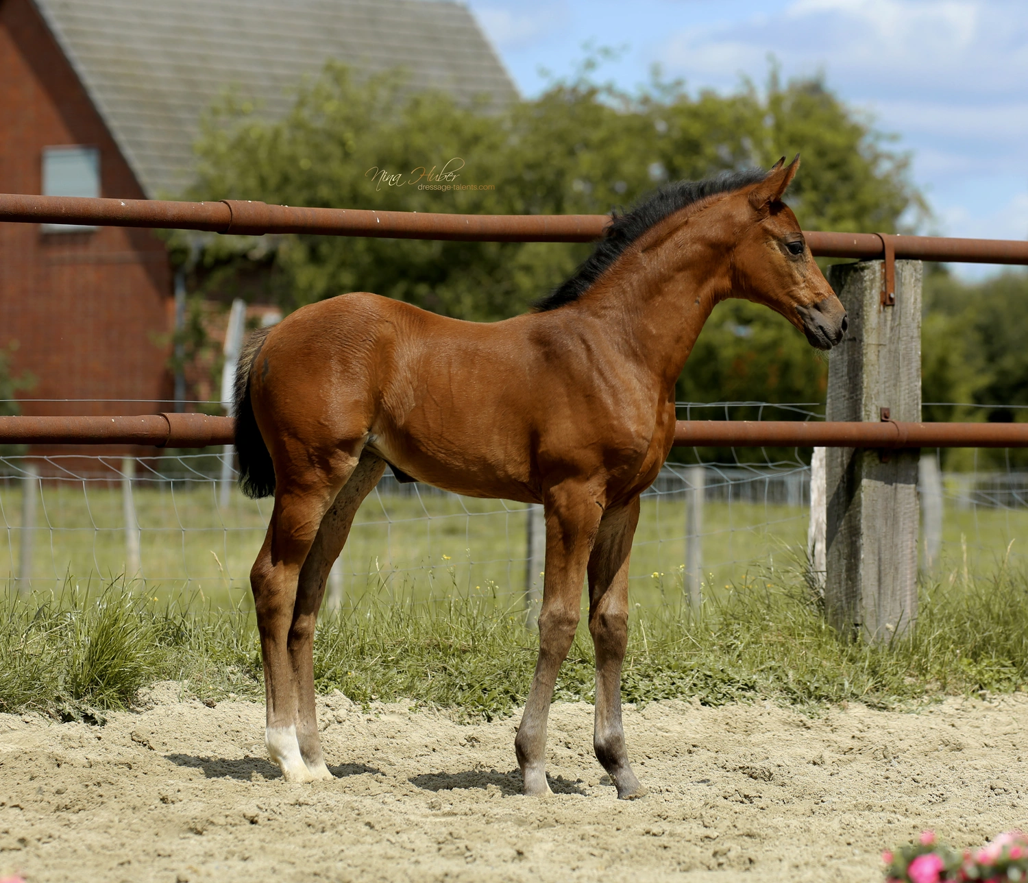 Dressage Talents - photography - horses