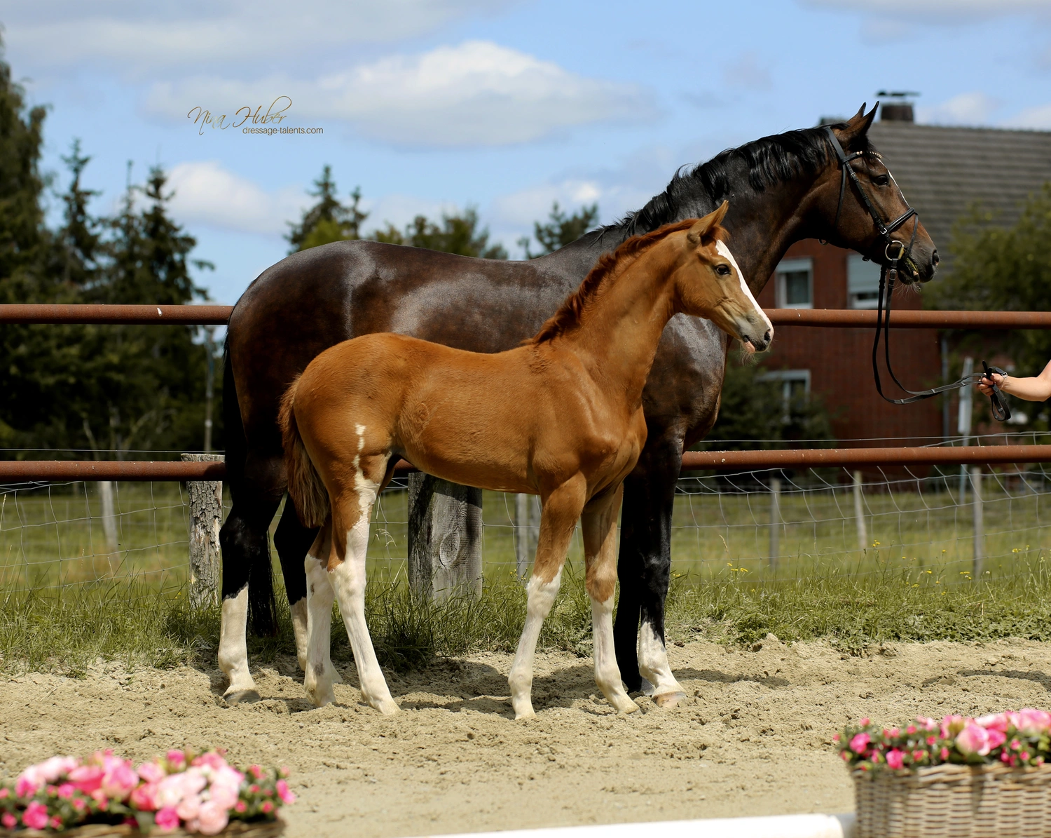 Dressage Talents - photography - horses