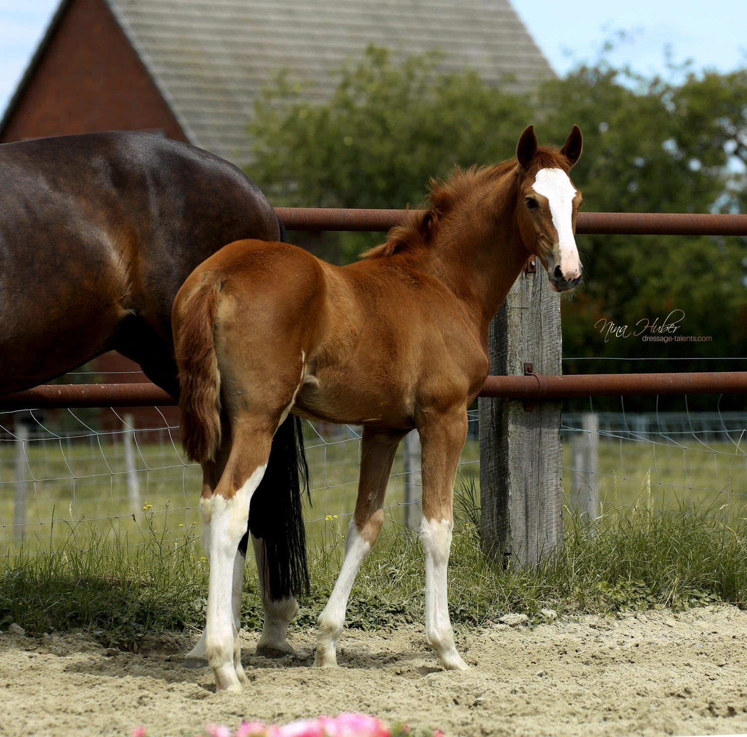Dressage Talents - photography - horses