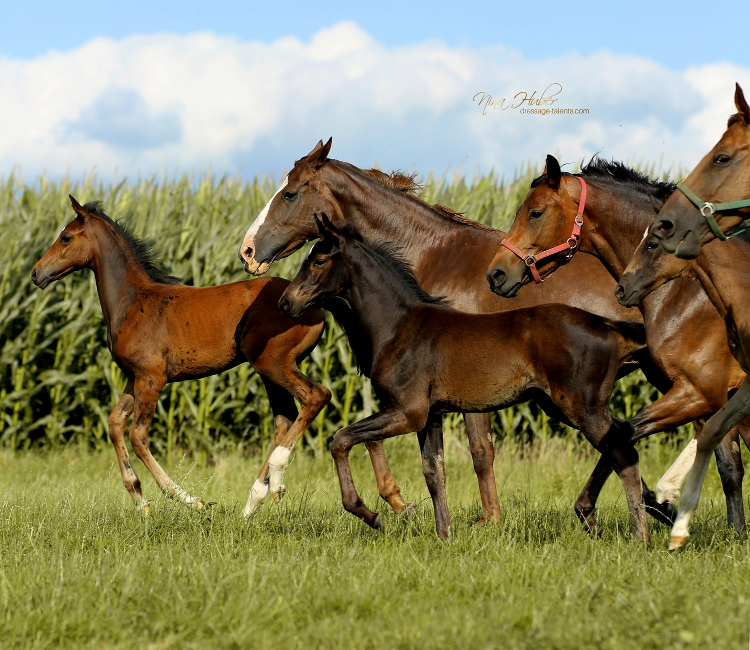 Dressage Talents - photography - horses