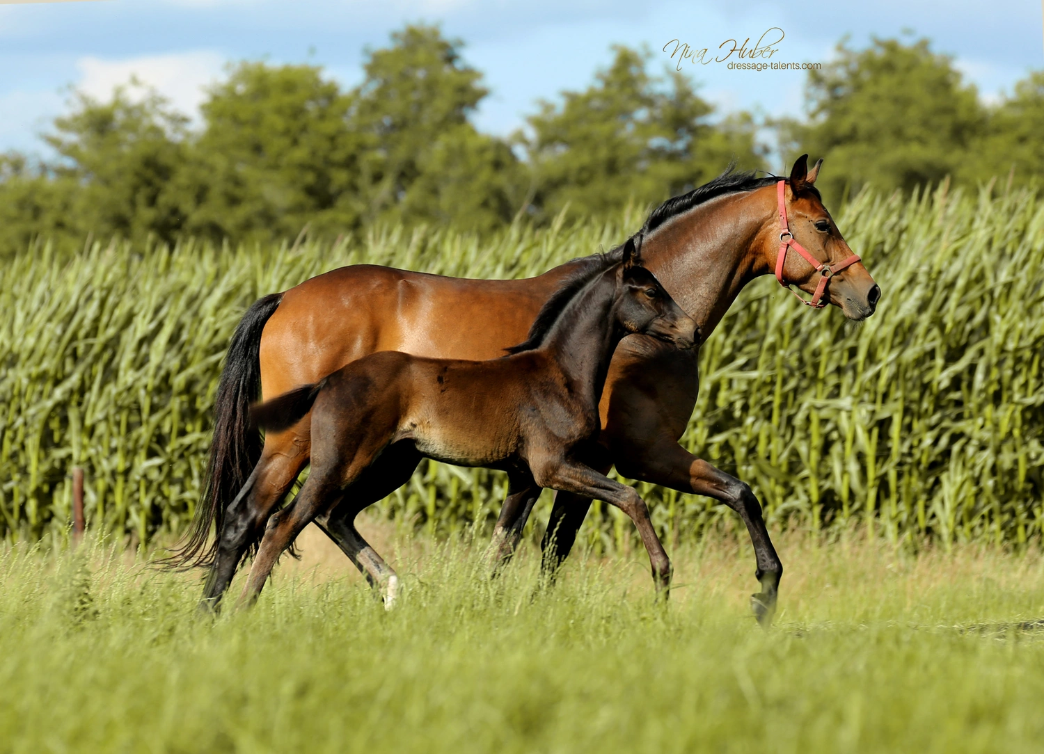Dressage Talents - photography - horses