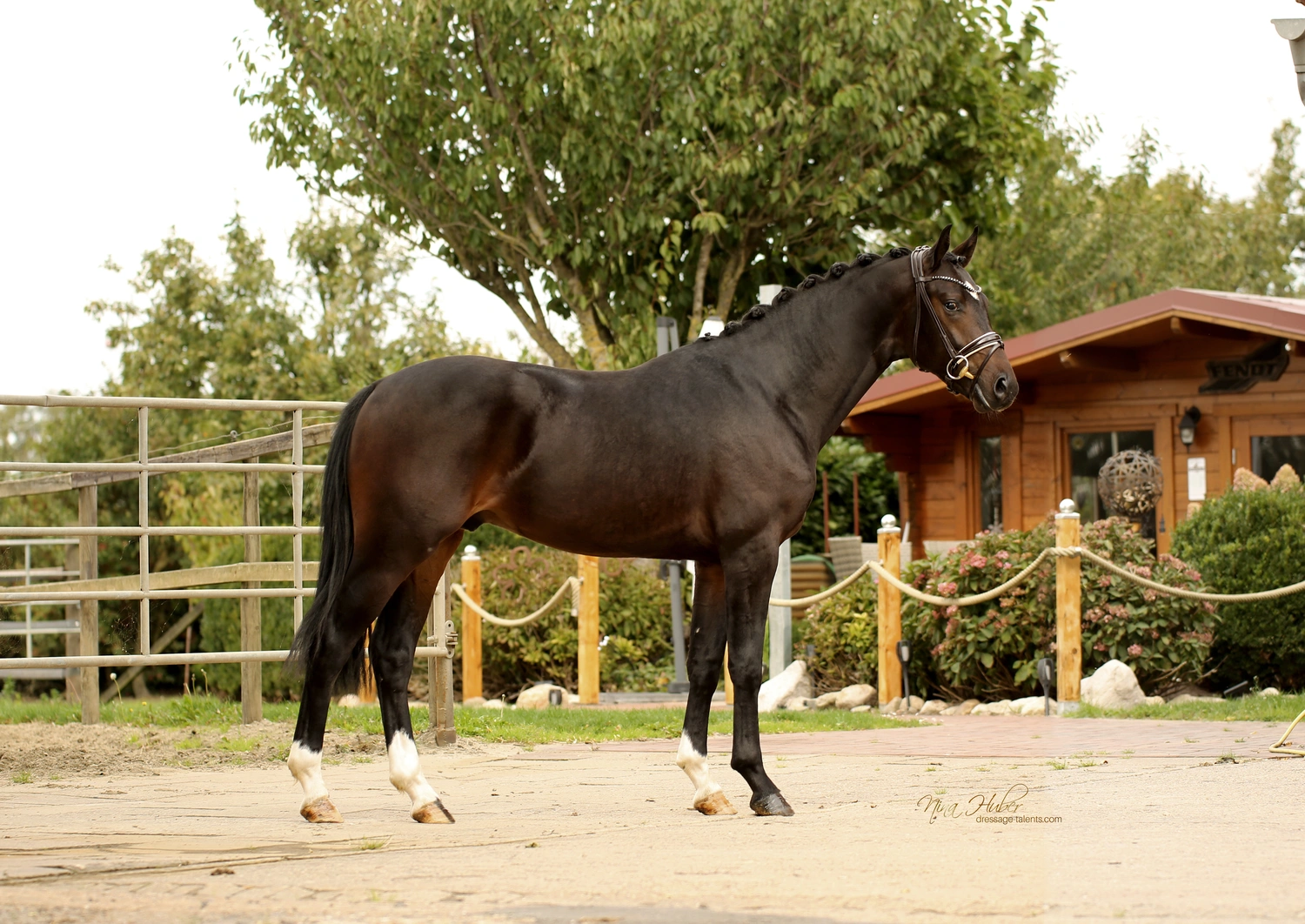 Dressurtalente – Fotografie – Pferd Smart Hit