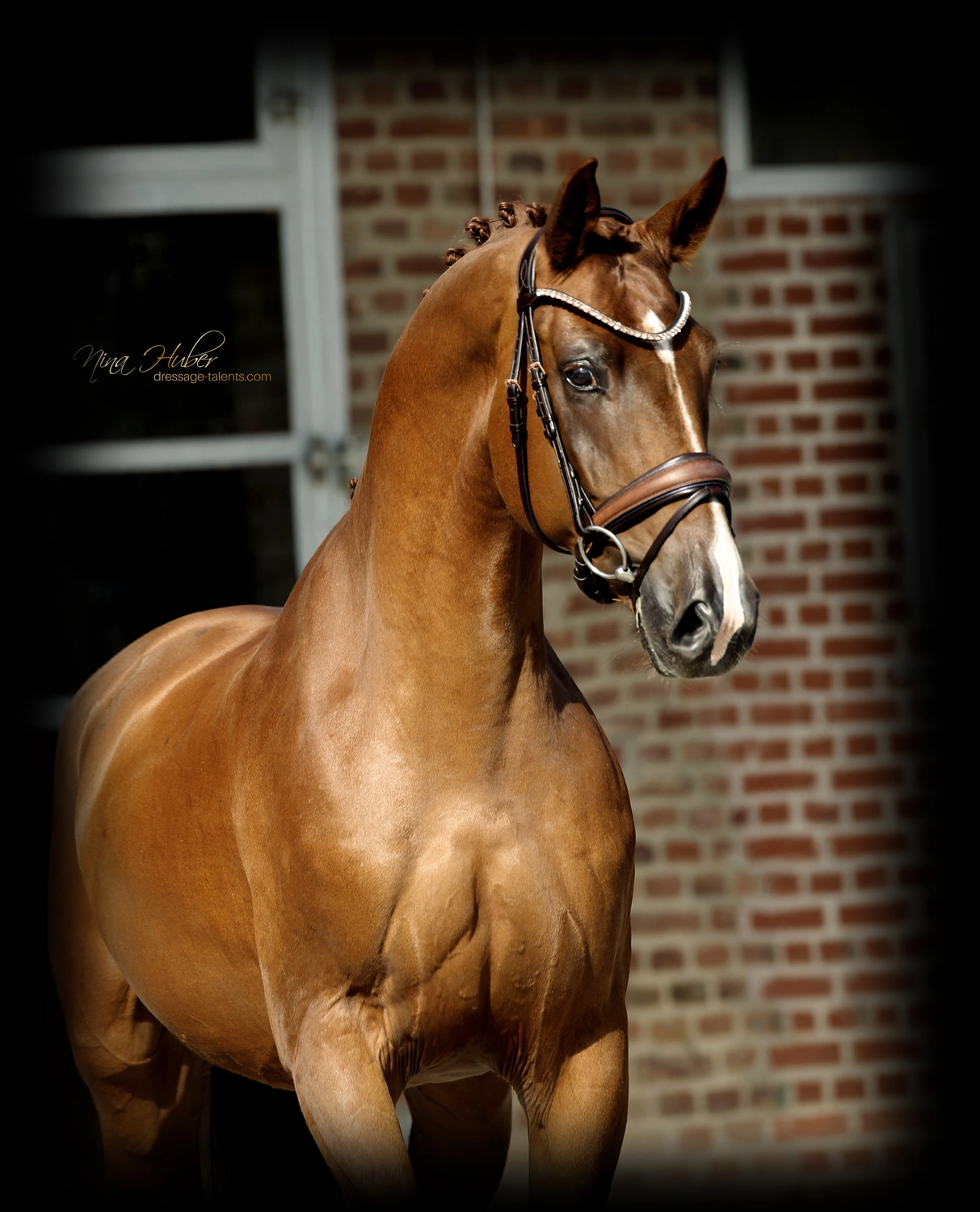 Dressurtalente - Fotografie - Pferd Viva Soleil