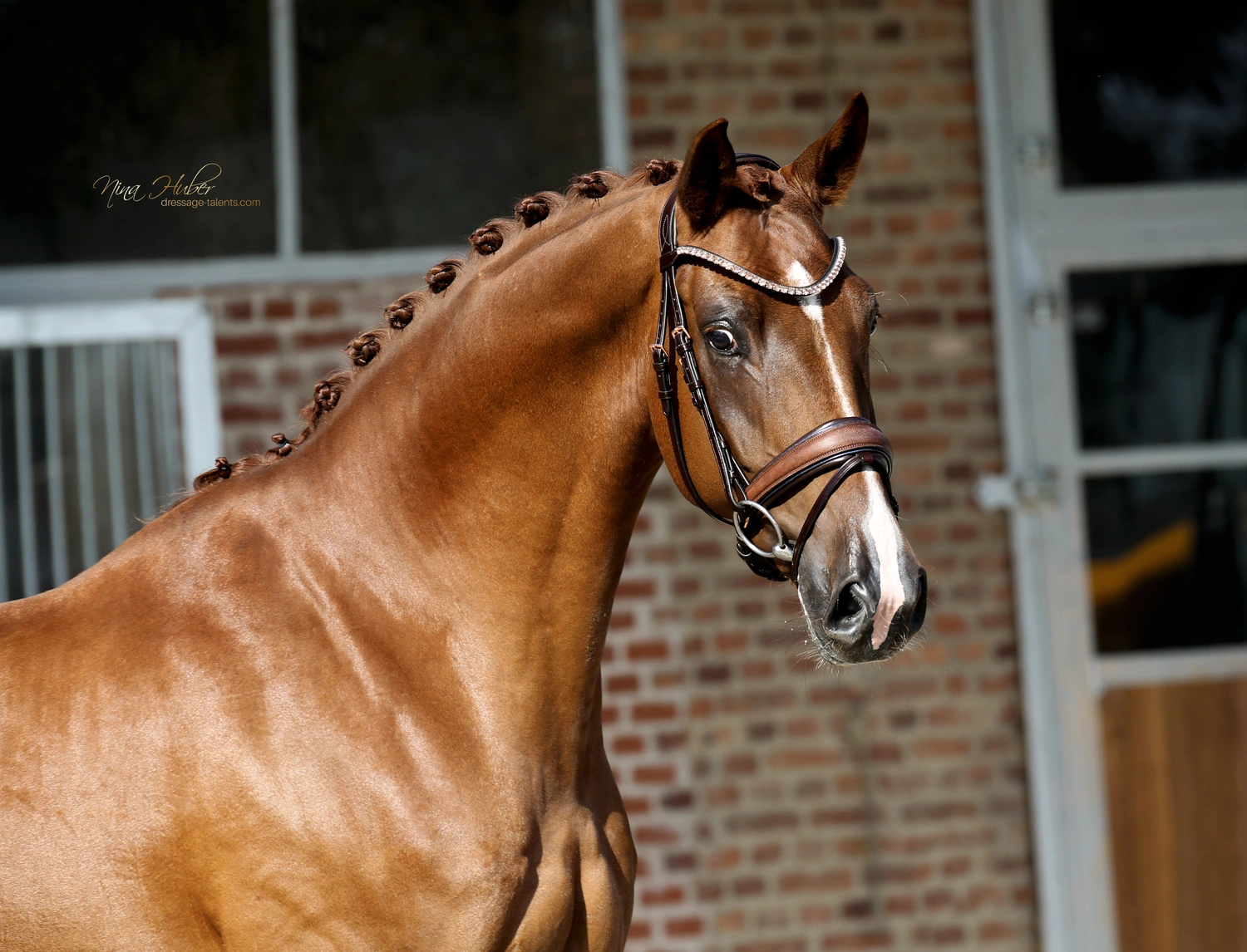Dressurtalente - Fotografie - Pferd Viva Soleil