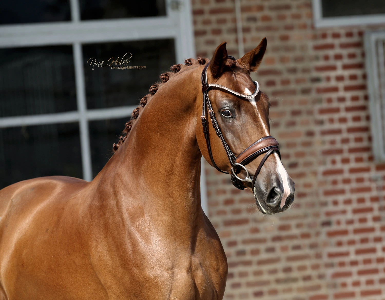 Dressurtalente - Fotografie - Pferd Viva Soleil