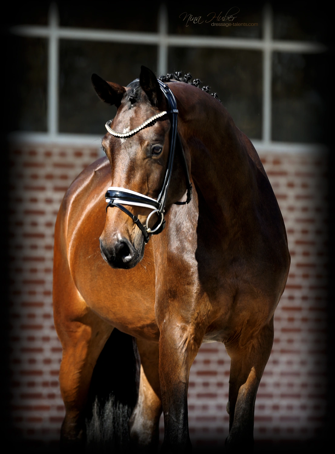 Dressage Talents - photography - horses