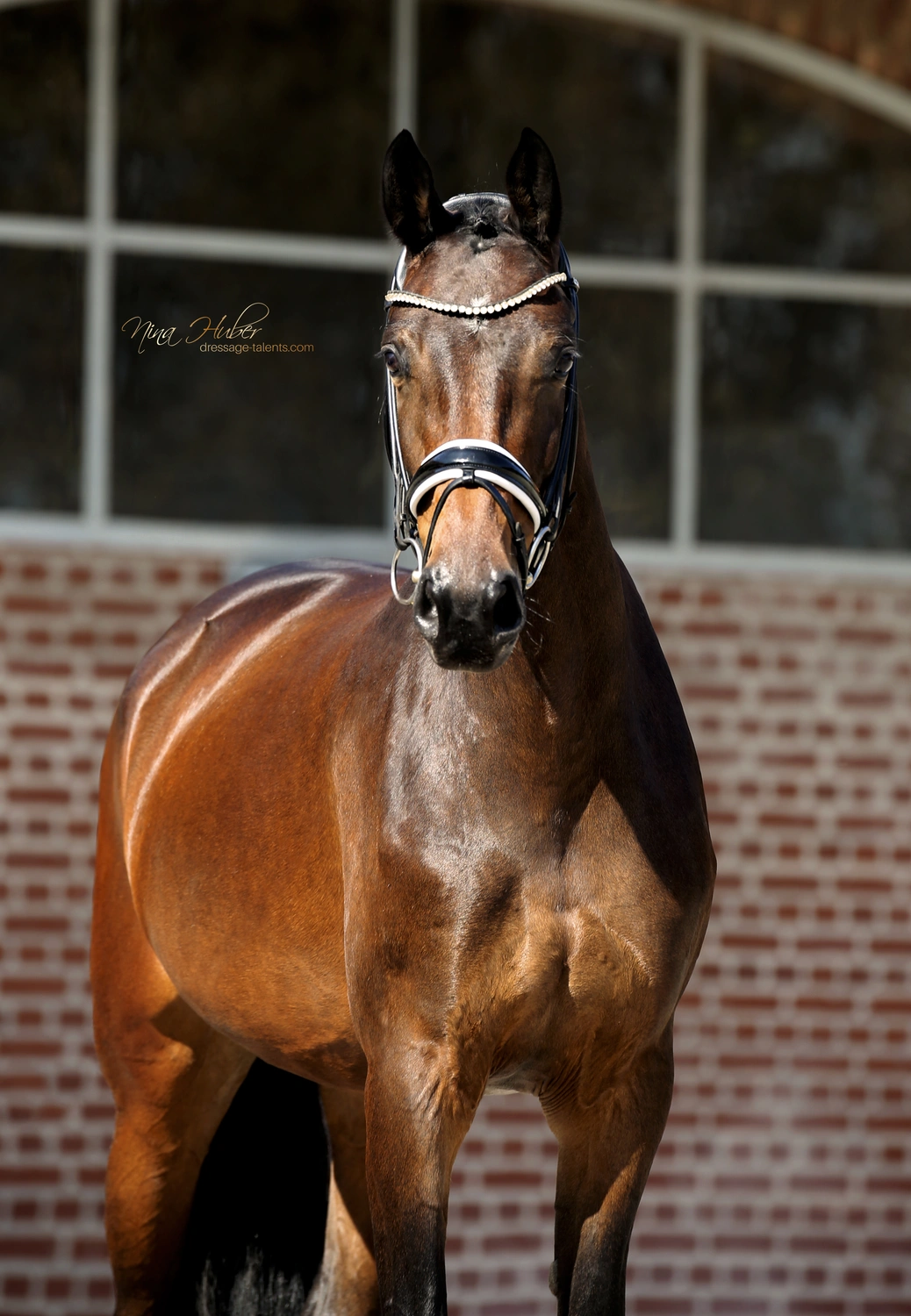 Dressage Talents - photography - horse Faradee