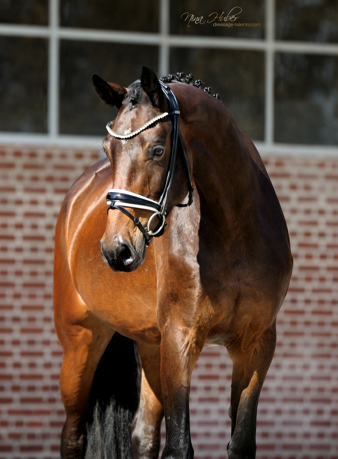 Dressage Talents - photography - horse Faradee