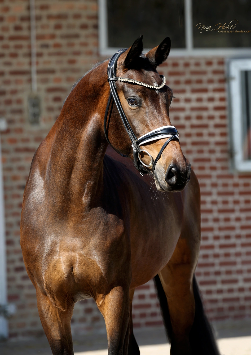 Dressage Talents - photography - horse Faradee