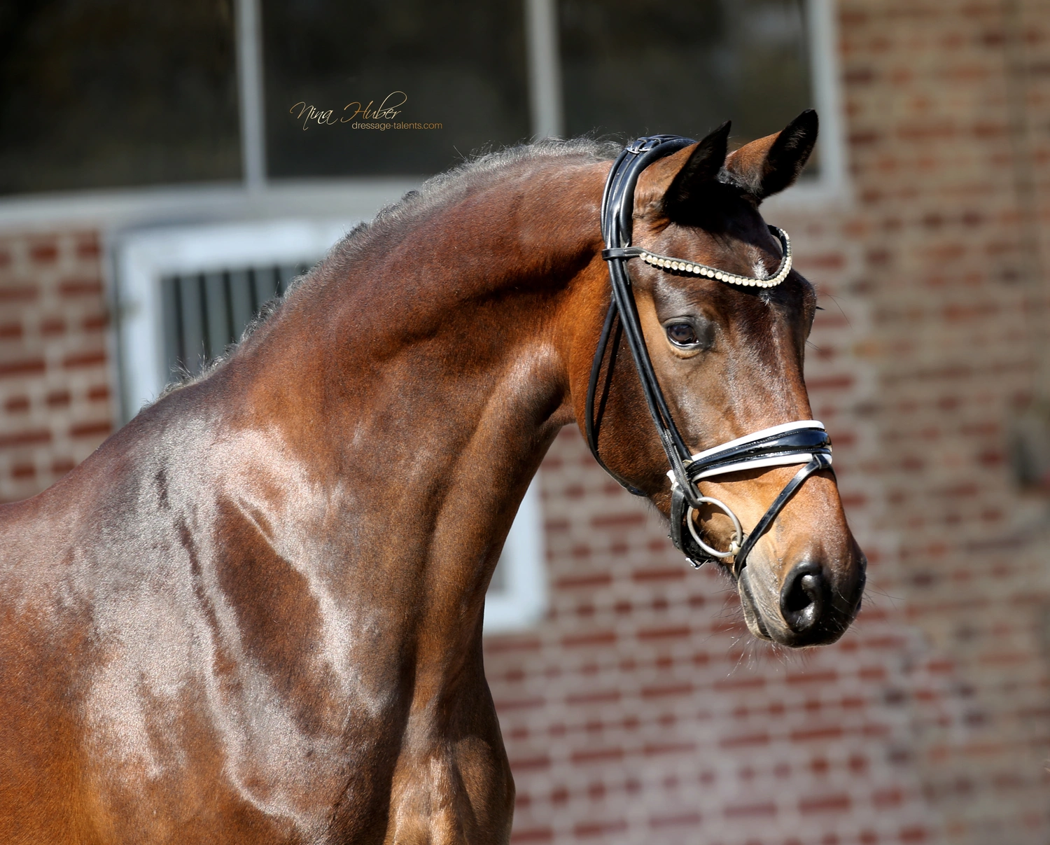 Dressage Talents - photography - horse Faradee