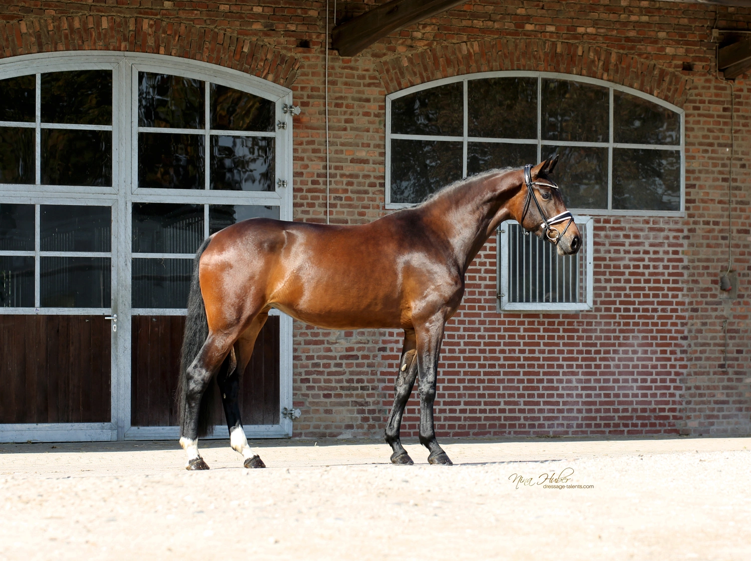 Dressage Talents - photography - horse Faradee