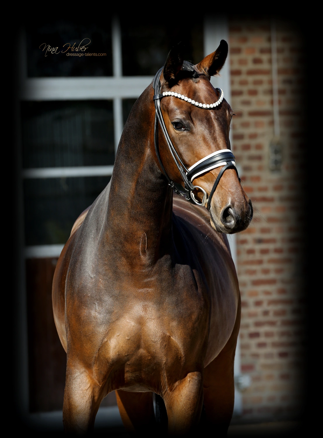 Dressage Talents - photography - horses