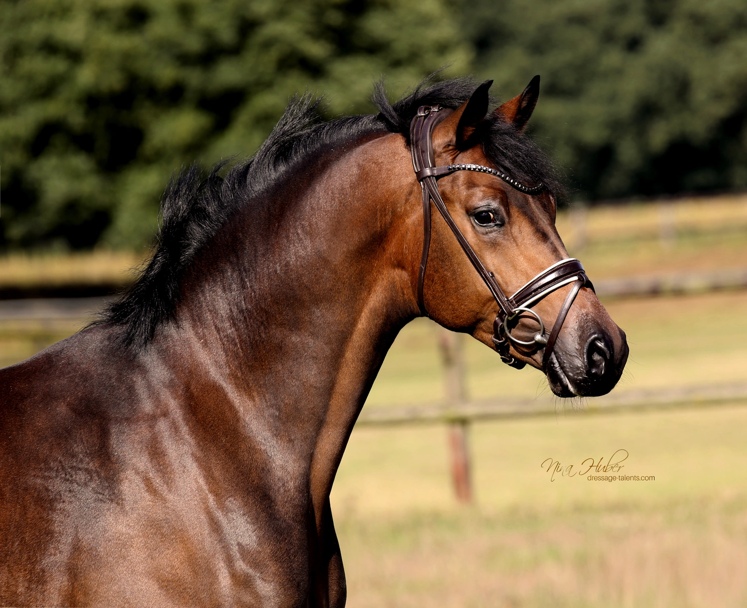 Dressage Talents - photography - horse I am Yours
